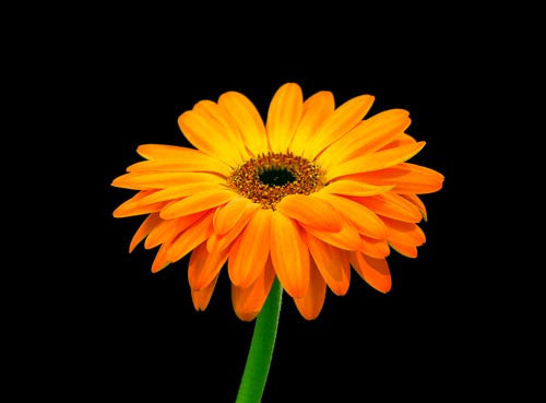 Orange Gerber