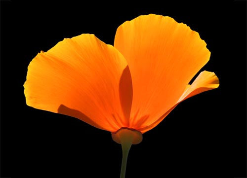 Orange Poppy