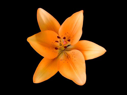 Orange Lilly