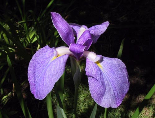 Iris